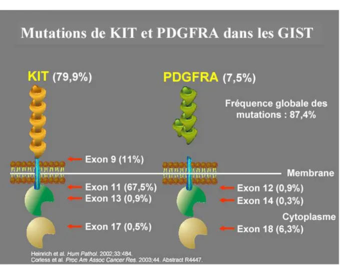 Figure 2 : Mutations du KIT et PDGFRA au cours des GIST 