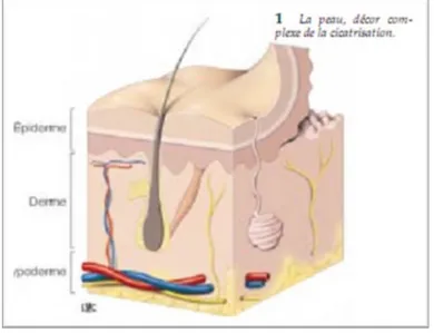 Figure n°5 : histologie de la peau 