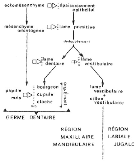 Figure 2 :Diagramme retraçant les principales étapes de la constitution du germe dentaire (4)