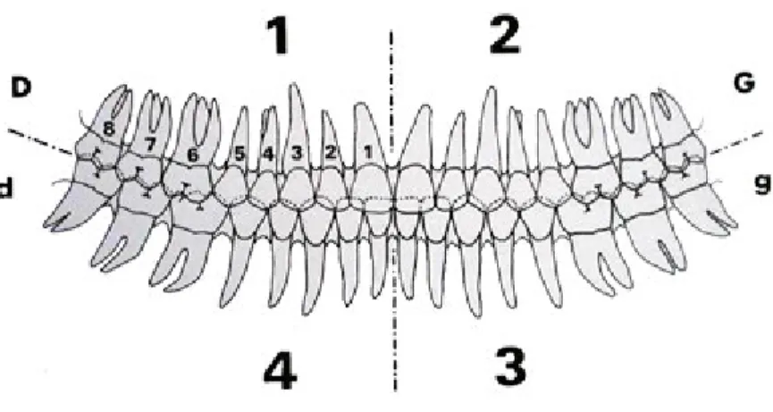 Figure 3.2 : denture permanente (5). 