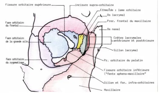 Figure 13 :L’orbite (20) 