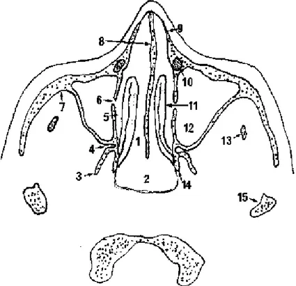 Figure 14: Schéma d'une coupe tomodensitométrique horizontale du massif facial passant par la  région des méats moyens (25)