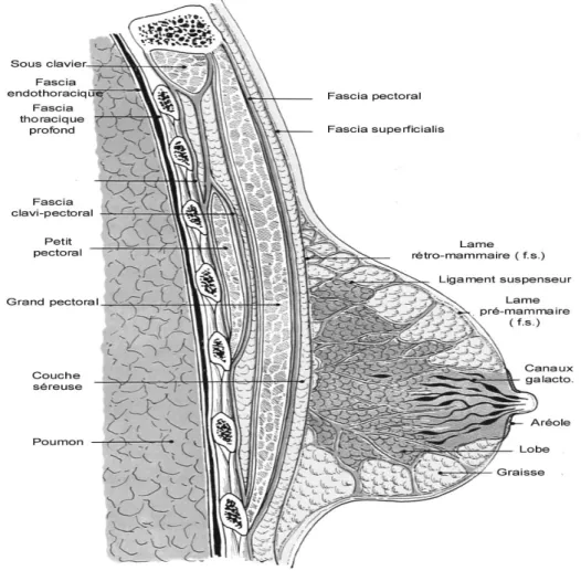 Figure 2 : coupe para sagittale schématique  passant par le mamelon de la glande mammaire