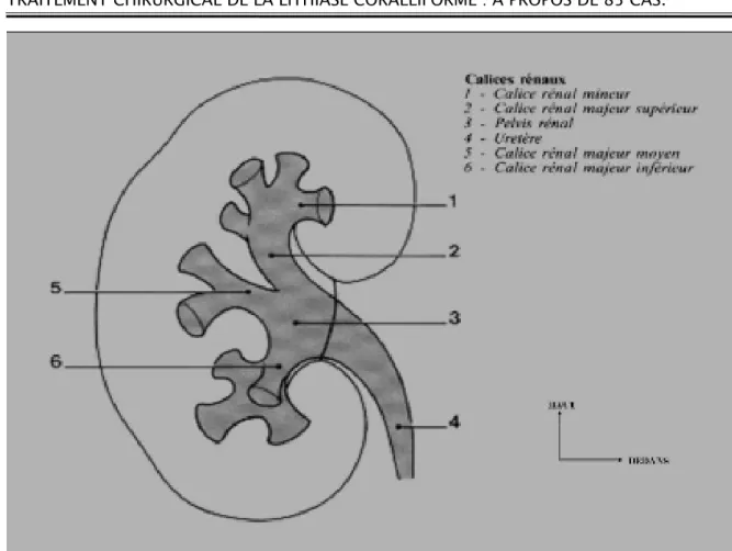 Figure 3 [3] ; Configuration interne du rein 