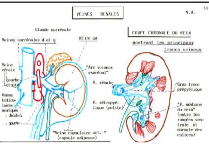 Figure 5 [4]: Vascularisation Veineuse des Reins. 