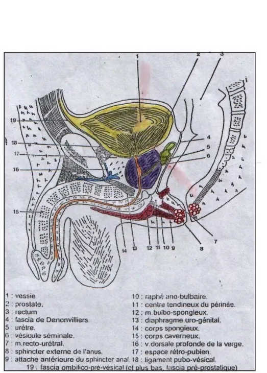 Figure 4 : Coupe sagittale médiane du pelvis chez l’homme 