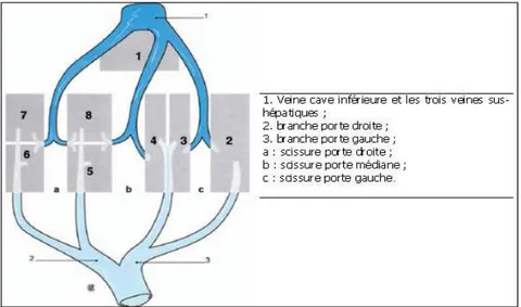 Figure 5 : Représentation schématique des scissures du foie [11]. 