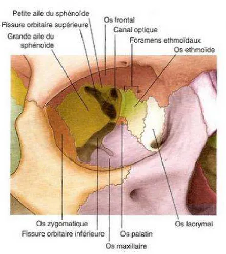 Figure    18  18  18  18 – –– –    Axes de l’orbite : (1) axe visuel, (2) axe de l’orbite osseuse et (3) ligne bi Axes de l’orbite : (1) axe visuel, (2) axe de l’orbite osseuse et (3) ligne bi Axes de l’orbite : (1) axe visuel, (2) axe de l’orbite osseuse et (3) ligne bi Axes de l’orbite : (1) axe visuel, (2) axe de l’orbite osseuse et (3) ligne bi- - - -zygomatique [3 zygomatique [3 zygomatique [3     zygomatique [3