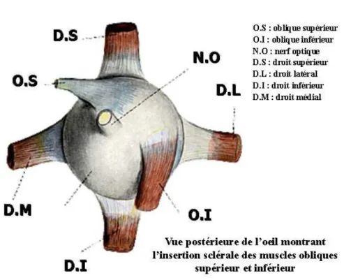 Figure           2 2 2 28 8 8 8    : vue post : vue post : vue post : vue postérieure de l’œil montrant l’insertion sclérale des muscles obliques supérieur  érieure de l’œil montrant l’insertion sclérale des muscles obliques supérieur  érieure de l’œil montrant l’insertion sclérale des muscles obliques supérieur  érieure de l’œil montrant l’insertion sclérale des muscles obliques supérieur  et inférieur [1]et inférieur [1]et inférieur [1] et inférieur [1]     FigureFigureFigure