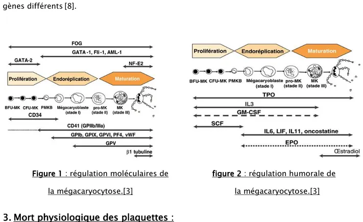 Figure 1 : régulation moléculaires de                  figure 2 figure 2 figure 2 figure 2 : régulation humorale de  