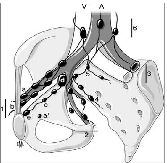 Figure 4 : Schéma en vue oblique de la répartition des chaînes ganglionnaires pelviennes   autour des vaisseaux [87]