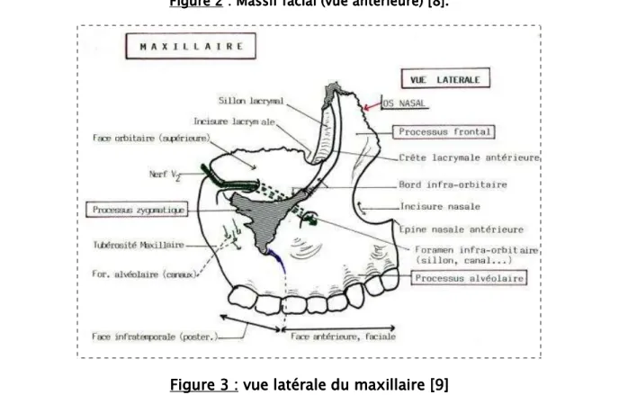 Figure 3    ::::    vue latérale du maxillaire  vue latérale du maxillaire  vue latérale du maxillaire  vue latérale du maxillaire [9] [9] [9]     [9]