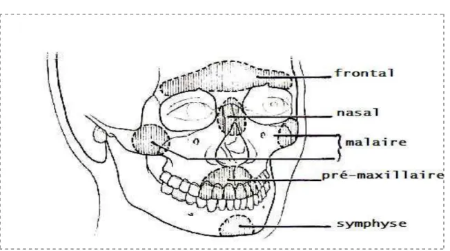 Figure 6    ::::    Les pare Les pare Les pare- Les pare - -chocs de la face  - chocs de la face  chocs de la face  chocs de la face (D’après Péri et Vaillant)  (D’après Péri et Vaillant)  (D’après Péri et Vaillant)  (D’après Péri et Vaillant) [15]