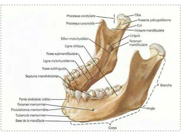 Figure 7    : la mandibule : la mandibule : la mandibule    : vue antero : la mandibule : vue antero : vue antero : vue antero- - -latérale et supérieure [16]