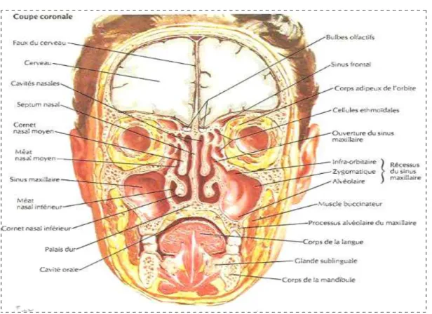 Figure 9    :  :  :  : coupe frontale de la face [16] coupe frontale de la face [16] coupe frontale de la face [16] coupe frontale de la face [16]         