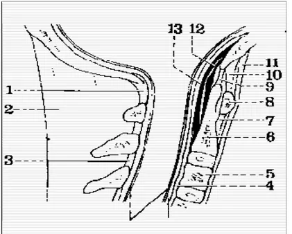 Figure 8 : Coupe sagittale de la charnière crânio-rachidienne (15) : 
