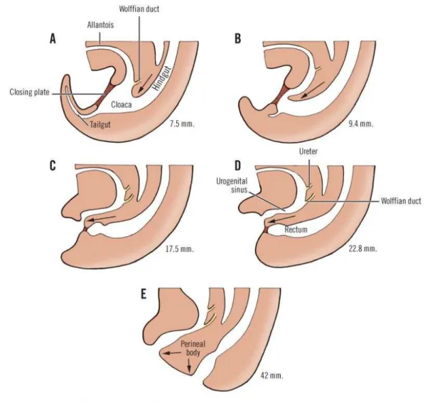 Figure 3 3 3 3    :  :  :  : Schémas de la division du cloaque en sinus urogénital et canal ano-rectal