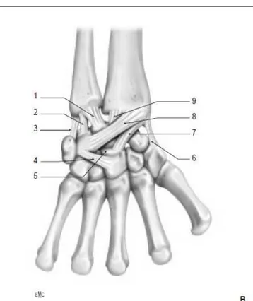 Figure 8    :  :  : lig :  lig lig ligaments du poignet [7] aments du poignet [7] aments du poignet [7] aments du poignet [7]         