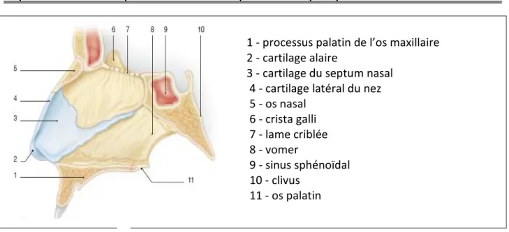 Figure 11    : anatomie du squelette osseux du nez 