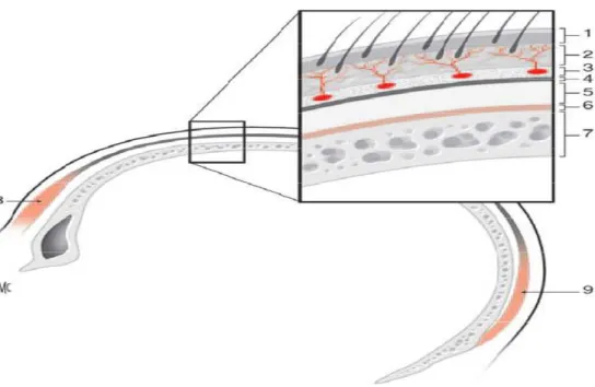 Figure n°28 8 8 8    :  :  :  : Les différentes couches du cuir chevelu. [1]