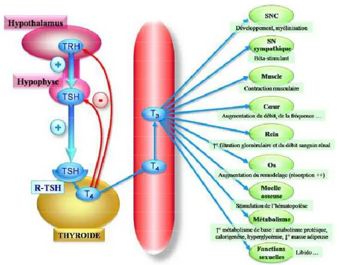 Figure 7: Actions des hormones thyroïdiennes et mécanismes de leur régulation [26]      