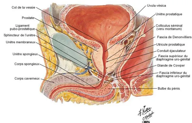 Figure 1 Figure 1 Figure 1