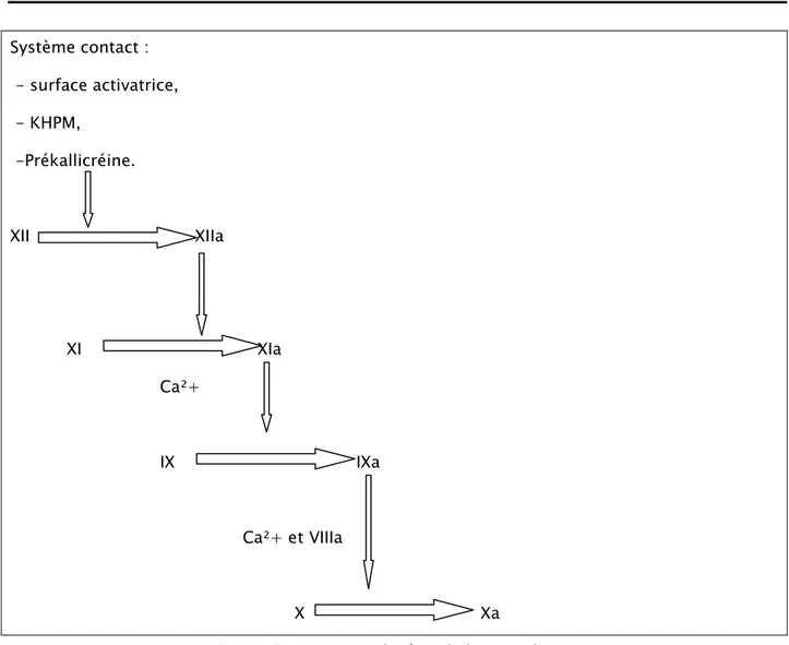 Figure 7 7 7 : La voie endogène de la coagulation     7