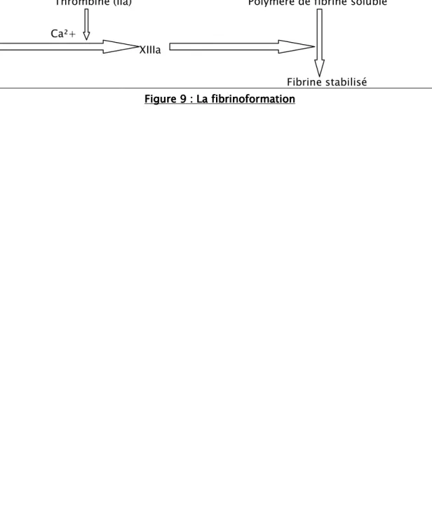 Figure    9  9  9 :  9  :  : La fibrinoformation :  La fibrinoformation La fibrinoformation La fibrinoformation    