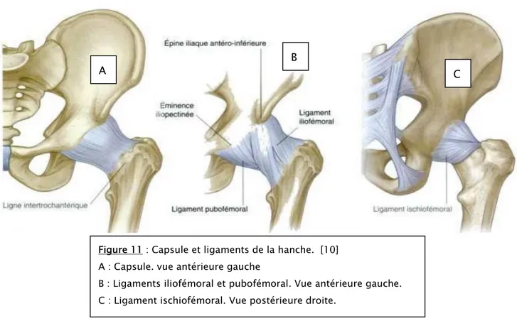 Figure 11 : Capsule et ligaments de la hanche.  [10]  A : Capsule. vue antérieure gauche   