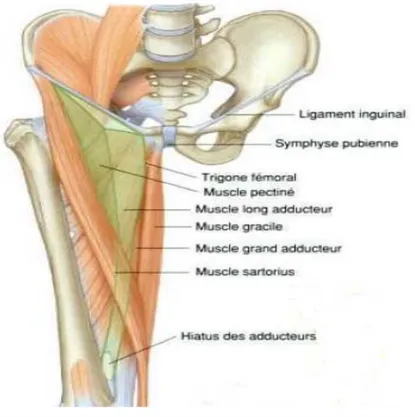 Figure 12 : rapports antérieurs de la hanche (la région inguino-crurale) [10] 