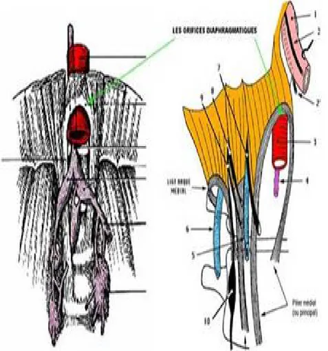 Figure 1 : l’origine de l’aorte abdominale 