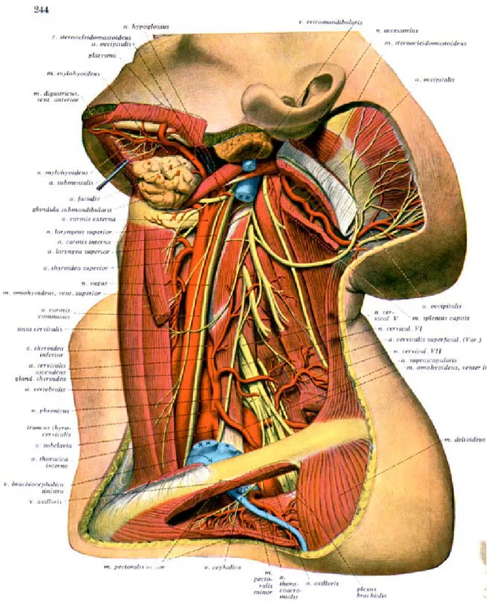 Figure 1 : vaisseaux et nerfs des régions cervicales antérieure et latérale ; 