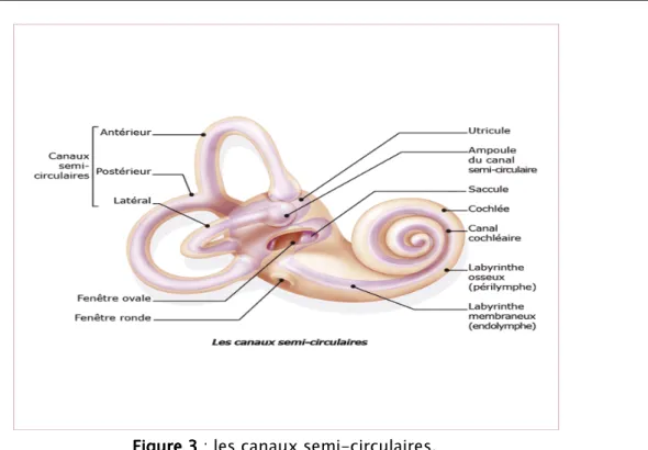 Figure 3 : les canaux semi-circulaires.      