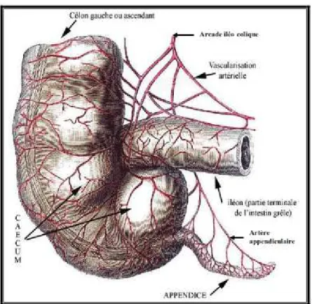 Figure 8    :  :  : Vascularisation de l’appendice (3)  : 