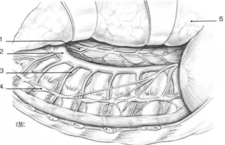 Figure    5 5 5    : rapport anatomique de l'hémimédiastin postérieur droit et de l'espace rétropleural