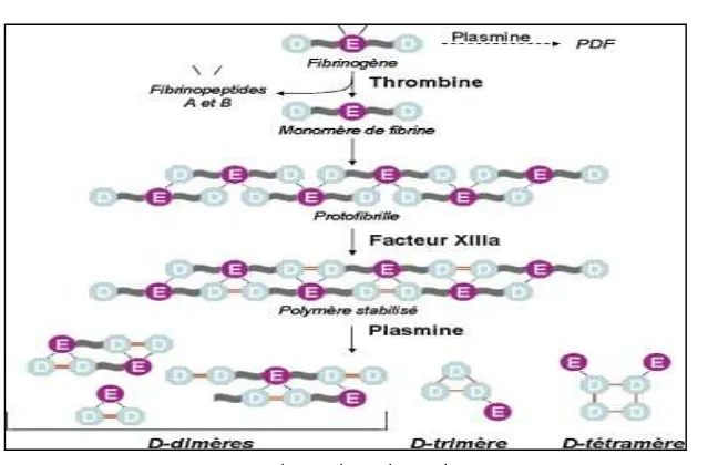 Figure n°4    :  :  :  : biosynthèse des D-dimères. 