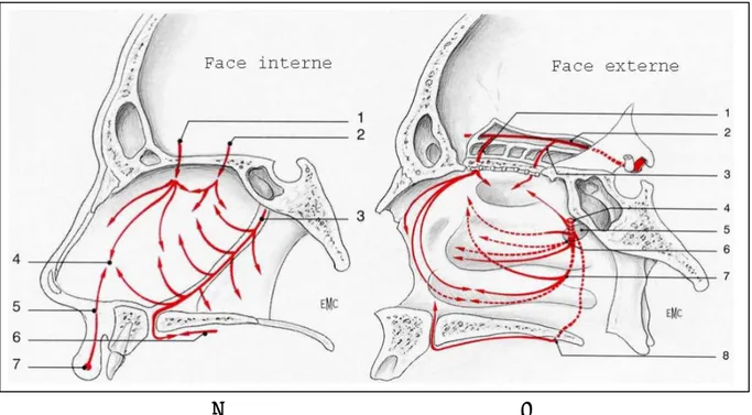 Figure N°23 : vascularisation de la fosse nasale, A : face interne, B : face externe [31]
