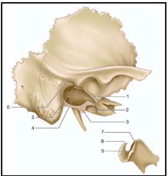 Figure 2. Vue latérale de l’os temporal droit, la partie tympanique est Retirée.  [6]