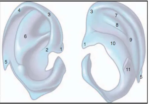 Figure 8. Vues latérale et médiale du cartilage du pavillon droit. [7] 