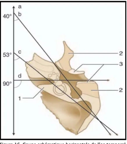 Figure 16. Coupe schématique horizontale de l’os temporal  avec représentation des différents axes