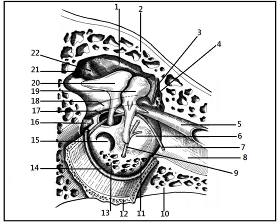 Figure 23. Vue externe de la paroi interne de la caisse  