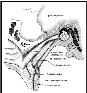 Figure 40. La situation de la trompe auditive. Vue postéro-médiale. [9] 