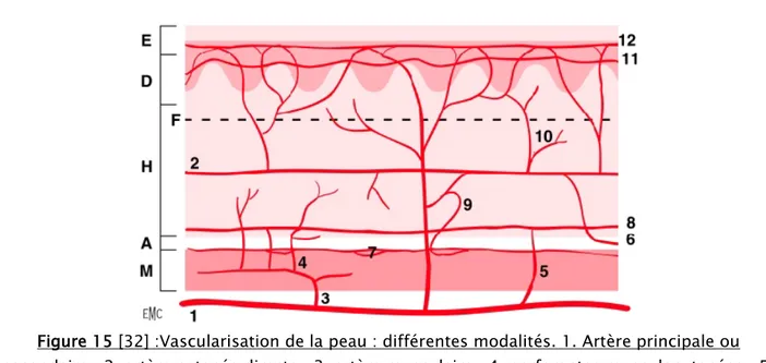 Figure 15 [32] :Vascularisation de la peau : différentes modalités. 1. Artère principale ou  secondaire ; 2