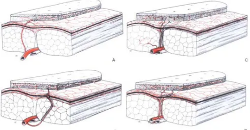 Figure 16 [32] : Apports artériels cutanés. A. Artère cutanée directe. B. Artère musculocutanée