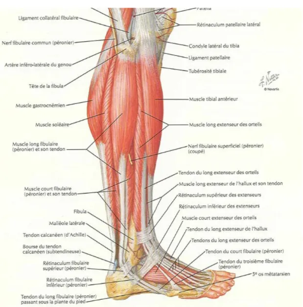 Figure 19 : muscle de la jambe en vue externe [17] 