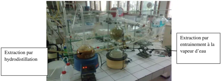 Fig. 8 : Extraction des HE [Photo du laboratoire de Génie des procédés   et Biotechnologie végétale de la faculté des Sciences Ibn Zohr d’Agadir] 