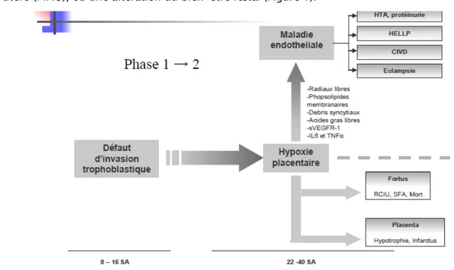 Figure 1 : Schéma classique de la prééclampsie, selon Tsataris V et al (2). 