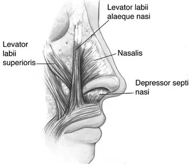 Figure 9: Muscles du nez. 