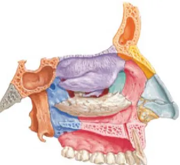 Figure 13: paroi latérale du nez. 