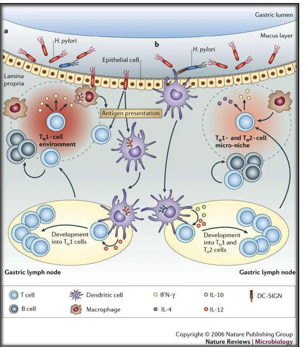 Figure 16 : Mécanismes de colonisation de la muqueuse gastrique par l’Helicobacter pylori 